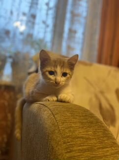 Котенок мальчик бесплатно рыжий