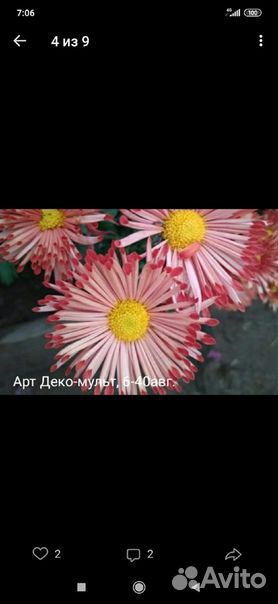 Хризантема кустовая