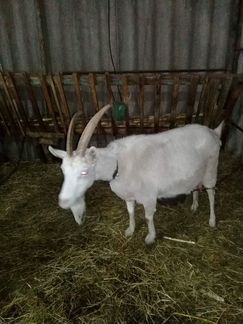 Молочная коза - фотография № 1