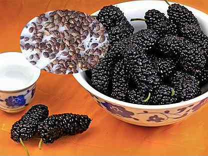 шелковица семена. всходы тутовника. Rubus fruticosus. шелковица черенками. шелковица белая семена.