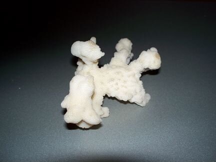 Коралл с архипелаг Чагос индийский океан