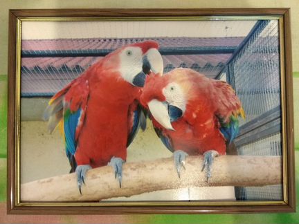 Фотокартина в рамке