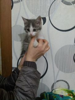 Котенок (девочка, 1.5 месяца) в добрые руки