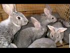 Продажа кроликов/мяса кроликов