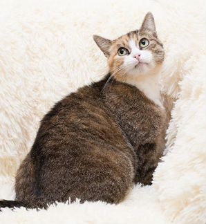 Трехцветная кошечка Сказка 1 годик в добрые руки