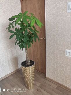 Пахира(комнатное растение)