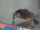Продам красноухую черепаху с аквариумом объявление продам