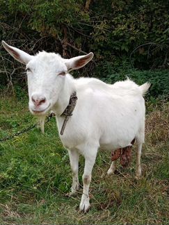 Продам заанинскую козу 3 года, и 2-ух козочек по 6 - фотография № 4