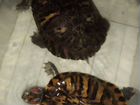 Продам две красноухие водоплавающие черепахи. Саме