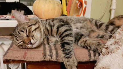 Котенок мальчик 5 месяцев ласковый