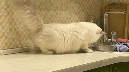 Котик Рэгдолл