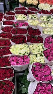 51,101роза цветы опт букеты 31,61,201роза доставка