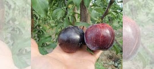 Алыча шарафуга. Гибрид слива персик абрикос шарафуга. Гибрид слива персик абрикос шарафуга. Шарафуга вельвет. Саженец шарафуга слива.