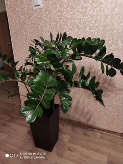 Замиокулькас 