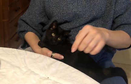 Кошечка 3 месяца