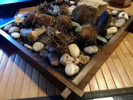 Сад камней с кактусами