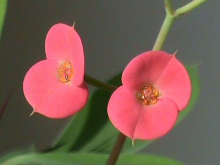 Молочай классический