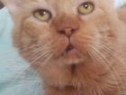 Котик-британец найден в июне объявление продам