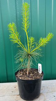 Саженцы Сосна веймутова