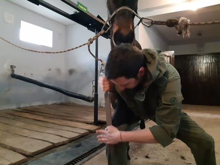 Ковка лошади, Расчистка копыт