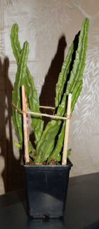 Стапелия крупноцветковая (Stapelia grandiflora)