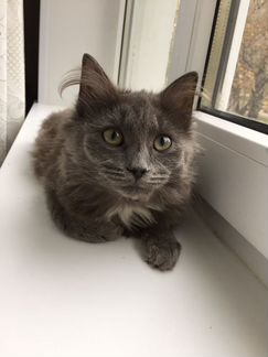 Котёнок