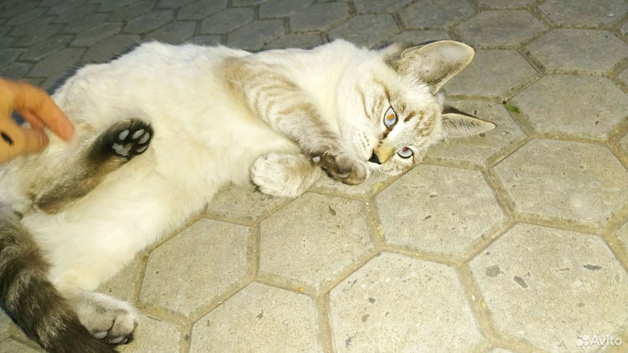 Сиамский