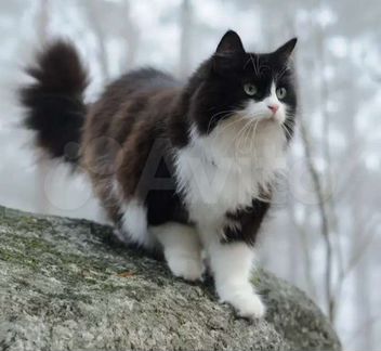 Кошка Норвежская лесная