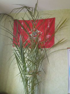 Финиковая пальма 2 ствола