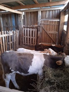 Корова с теленком - фотография № 4