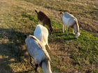 Продам коз котные молочная порода кобель нубийский