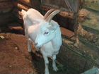 Молодая козочка, от породистой козы, возраст 6 мес