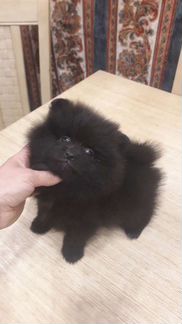 Шпиц черное Пушистое Облако