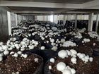 Модульная ферма для выращивания грибов