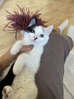 Котенок Снежа ищет дом