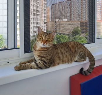 Котята, фенотипичные оцикеты в добрые руки