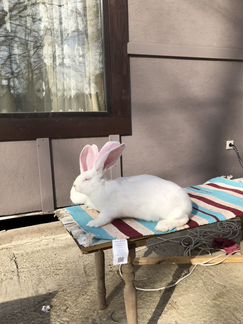 Бельгийский Велекан