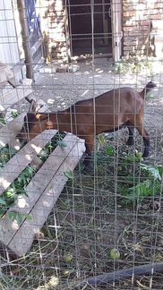 Продается дойная камерунская коза и козлик на плем - фотография № 3