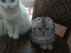 Породистые кошки. Шотландская вислоухая и белая ал