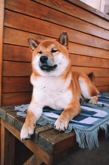 Кобель для вязки