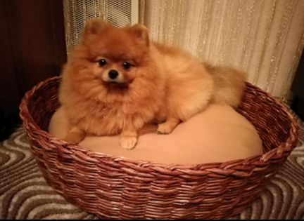 Плетеные лежачки для собачек и кошек
