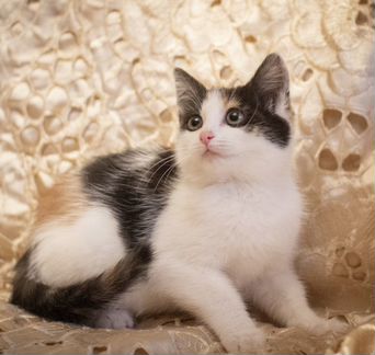 Трехцветная малышка котенок Нюша 2,5 месяца в добр