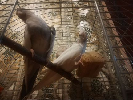 Пара безщеких корелл