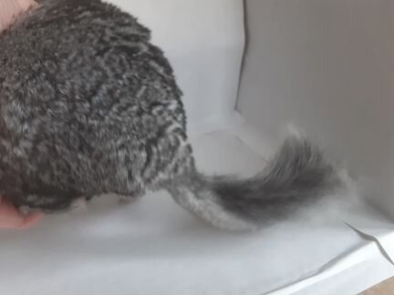 Шиншилла Лео